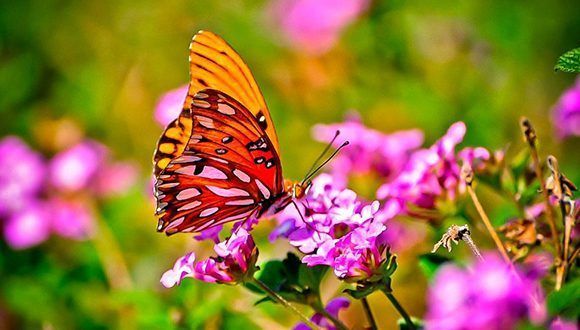 mariposa-580x330