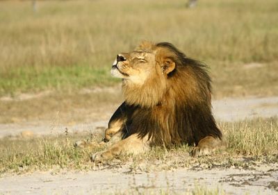 Los-leones-de-casi-toda-Africa-desaparecen-rapidamente_image640__opt
